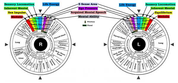 Iridologists, Chart. Path to Natural Health
